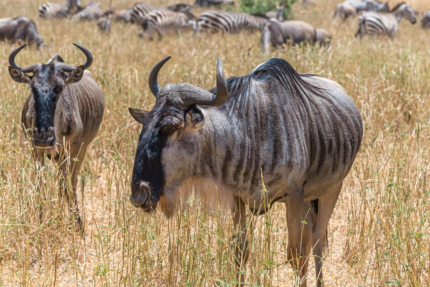 Safaris