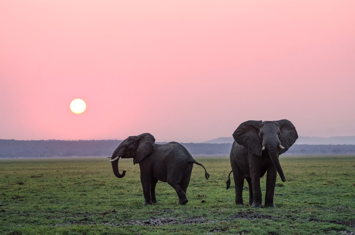 Tarangire & Ngorongoro Safari