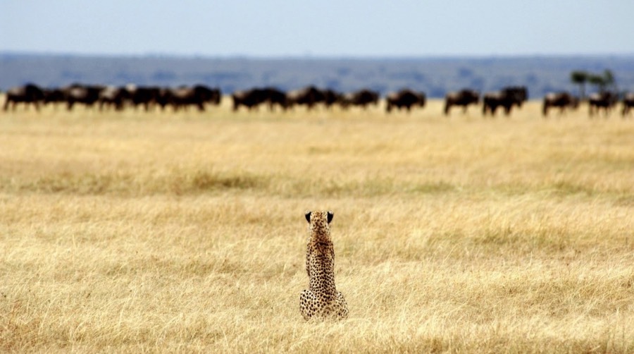 Safari